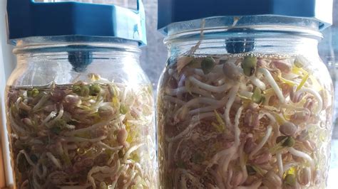 Growing Sprouts In Mason Jars Youtube
