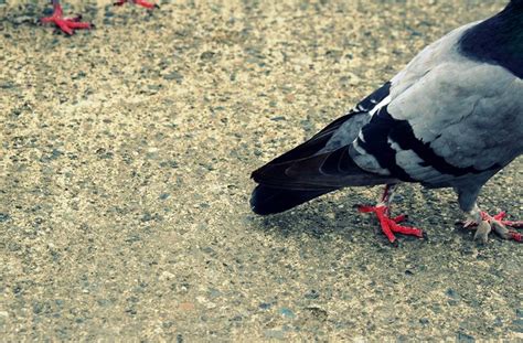 4 Pigeon Feet One With Feathers Flickr Photo Sharing