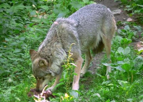 Imagen Gratis Lobo Comer