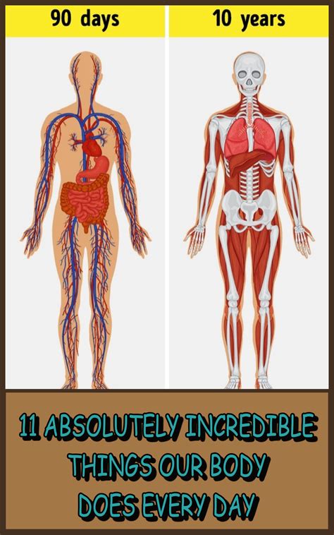 11 Absolutely Incredible Things Our Body Does Every Day The