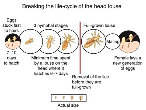 Head Lice Life Cycle From Nit To Lice Licedoctors
