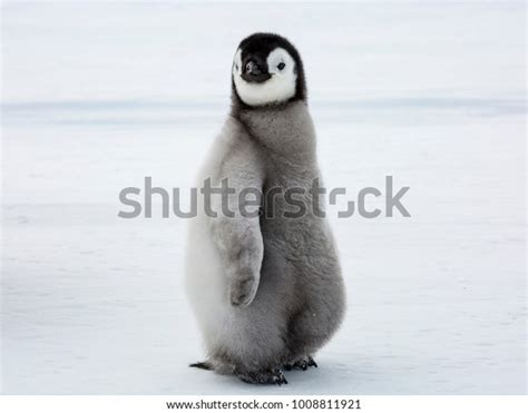 Emperor Penguin Chick Glancing Sideways Stock Photo Edit Now