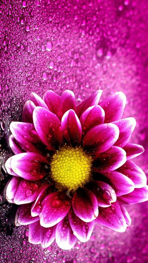 Pink Flower Wallpaper For Iphone Feels Free To Follow Us Iphone