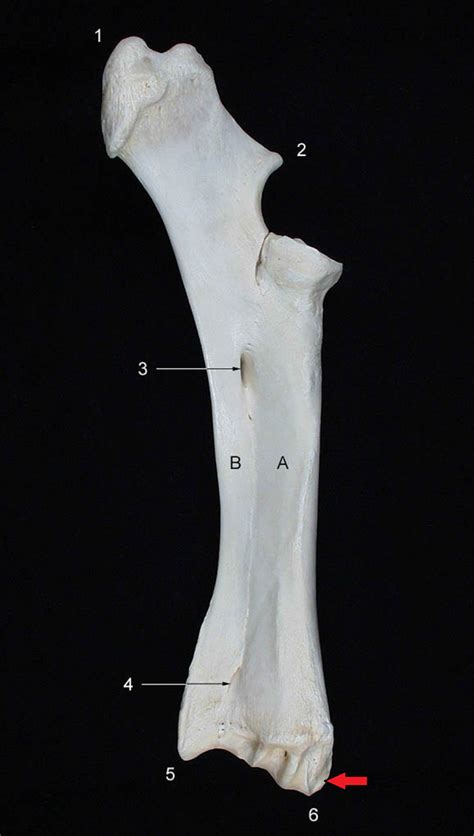 Radio E Ulna Bovino
