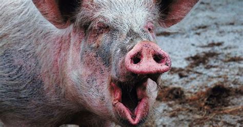 Screaming Pig Sought After Chasing Kids