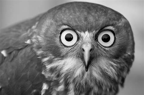 Animal Faces In Black And White Photo Contest Winners - ViewBug.com