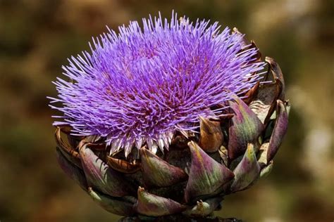 What Does An Artichoke Plant Look Like Grower Today