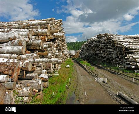 Forest Harvesting Pile Of Cut Down Tree Trunks Birch Stock Photo Alamy
