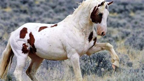 Indian Horse Wallpaper (51+ images)