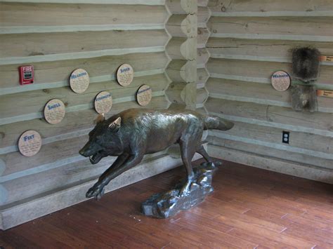 Minnesota Trail Gray Wolf Exhibit Display Area Zoochat