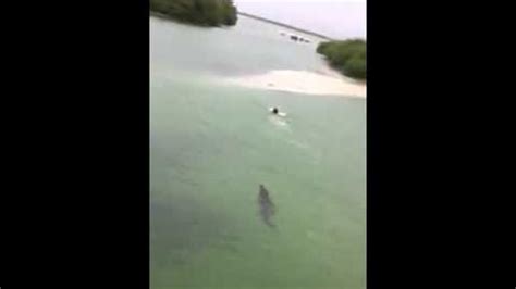 Dramatic Video Crocodile Chases Tourist To Shore In Mexico Abc7 Los