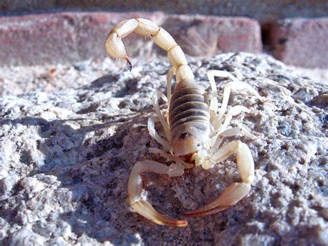 I Found The Biggest Scorpion Ever Sorry For Potato Picture Rarizona