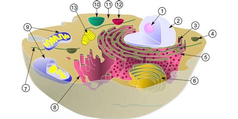 Here are some key terms to help you think, explore and search for similarities and significant differences that have become the characteristics of eukaryote (animal, plant) and prokaryotic (bacteria) cells. Quiz: Test Your Knowledge About Vacuole Membrane-Bound ...