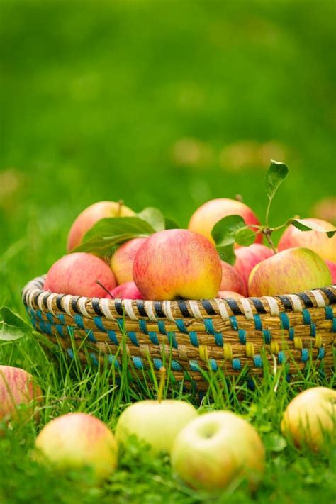 Organic Apples In Basket Apple Orchard Stock Image Image Of Ripe