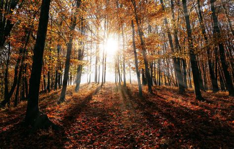 Autumnal Trees In Sun Rays Wallpapers Wallpaper Cave