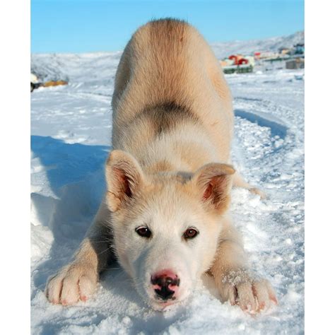 Greenland Greenland Dog Dog 20 Inch By 30 Inch Laminated Poster With