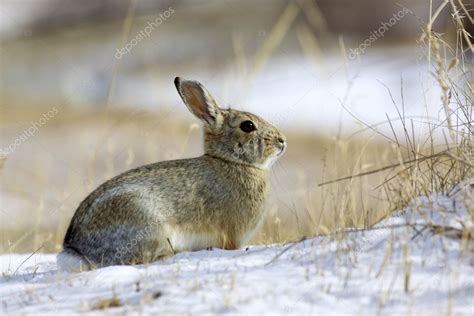 Cottontail Rabbit In Winter Stock Photo By ©twildlife 5877164