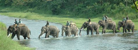Jungle Safari Tour In Nepal Best National Park In Nepal Activities