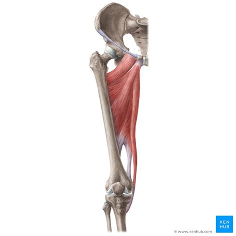 Hip Adductors Anatomy Innervation Supply Function Kenhub