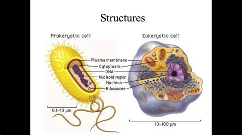 Unit 3 Online Video Tutorial On Cell Theory Structure