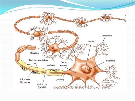 A Figura Ilustra Uma Celula Tipica Do Tecido Nervoso