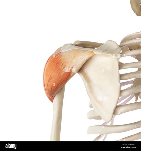 Human Deltoid Muscle Computer Artwork Stock Photo Alamy