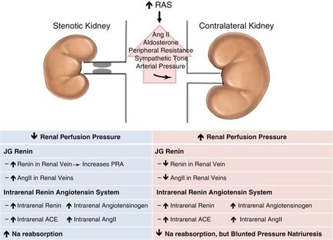 Contirbutes to both ipsilateral and contralateral oculomotor nerves. Interaction Between Stenotic and Contralateral Kidneys ...
