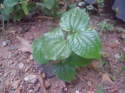 Not horny, big anime tiddies. hannashaindah: Pokok-pokok herba & bunga Ibu saya....