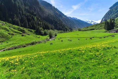 Amazing Alpine Spring Summer Landscape With Green Meadows Flowers And