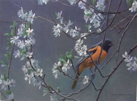 robert bateman baltimore oriole and plum blossoms print rare limited edition signed and numbered
