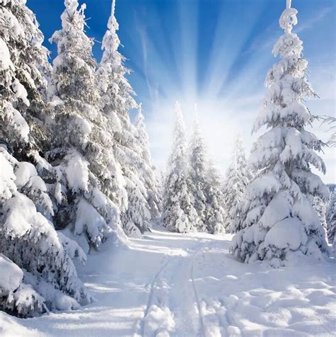 くつろぎカフェタイム Yeele 12x8ft Winter Snow Backdrop White Snow Forest Tree