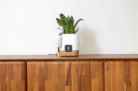 9 Indoor Plants To Brighten Your Home In 2023 Lookbox Living