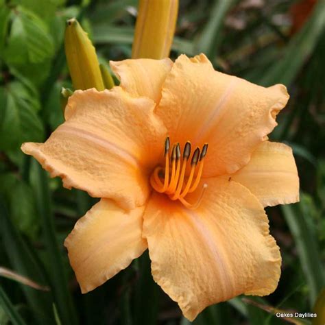 The following daylily questions and answers have been summarized from the illustrated guide to the daylily dictionary, found from a link on our home page, is also a great resource for learning. LADY GEORGIA - Oakes Daylilies