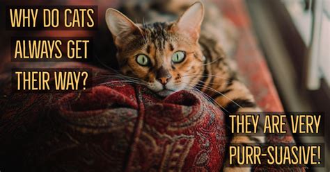 40 Cat Jokes That Are Purr Fectly Hilarious — Best Life