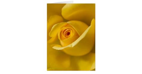 Macro Yellow Rose Card Zazzle