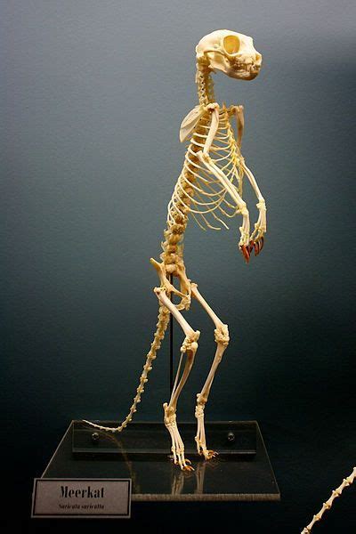 Meerkatt Animal Skeletons Animal Bones Skeleton