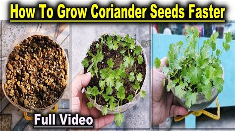 During the first four decades of its life, it concentrates energizing photosynthetic products into such life supporting processes as growth and. Easiest method - How To Grow Coriander at home l how to ...