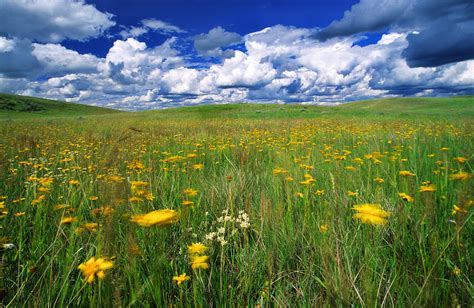 Field Of Flowers Grasslands National Photograph By Robert Postma