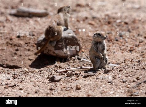 Male And Female Round Tailed Ground Squirrel Spermophilus Tereticaudus