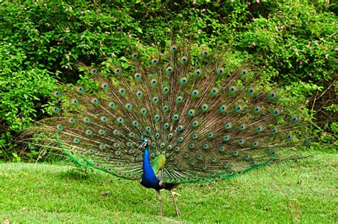 National Bird Of India Indian Peacock