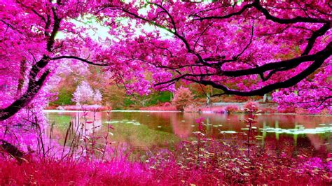 The habit is upright with dense branching. Cherry Blossoms Spring Pink Cherry Tree River Nature Hd ...