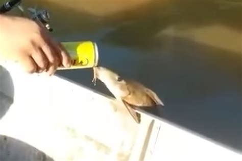 Fish Enjoys Drinking A Beer With Some Fishermen In Brazil Daily Star