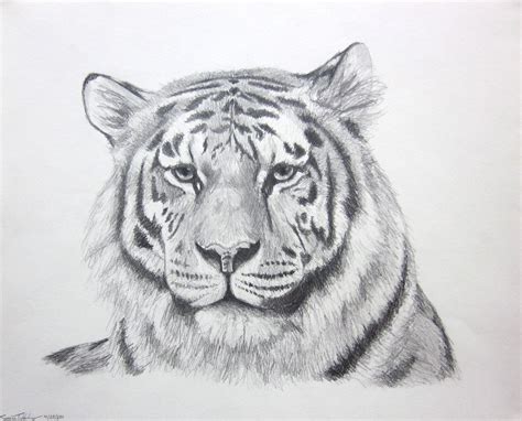 Pencil Drawings Of Tigers Face