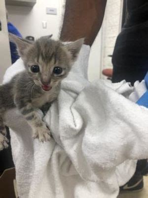 Hiring a pet sitter in fort worth, tx through care.com will cost an average of $10.75 per hour as of november, 2020. Fort Worth, TX - Domestic Shorthair. Meet Kitten 1 a Pet ...