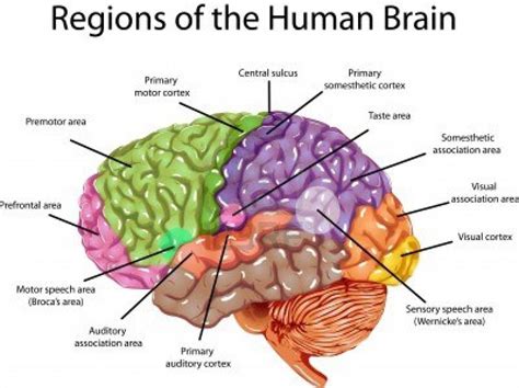 Brain Image With Labels Picture Of 3d Brain Model Label Picture Of 3d