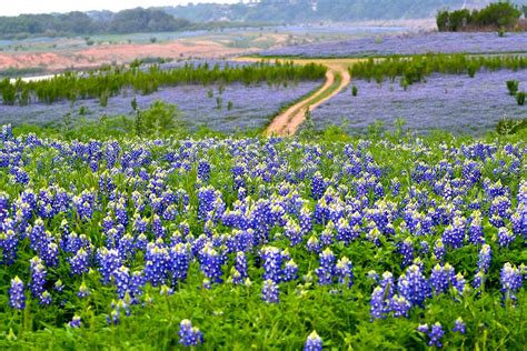 Sea Of Bluebonnets Muleshoe Bend Recreation Area Near Spic Lynda