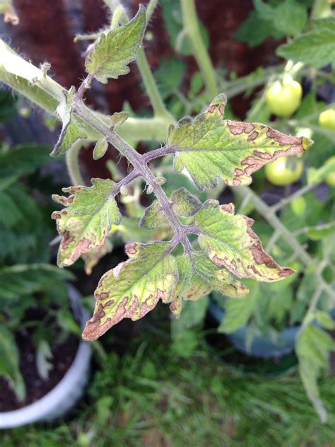 Tomato Potassium Deficiency Symptom Scorched Necrotic L Flickr