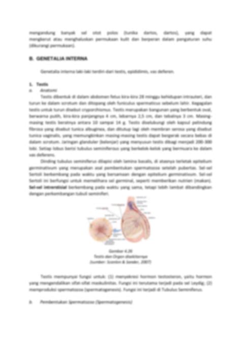 SOLUTION: Anatomi10 reproduksi pria - Studypool