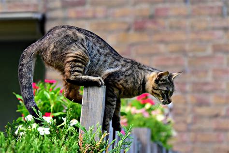Síndrome Do Gato Paraquedista