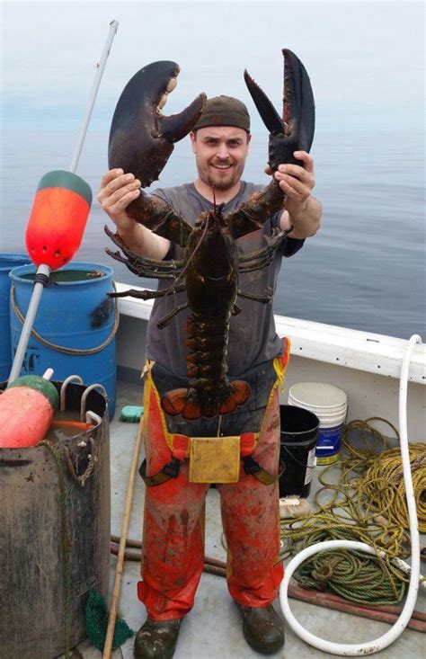 A Man Holding Two Large Lobsters On Top Of A Boat